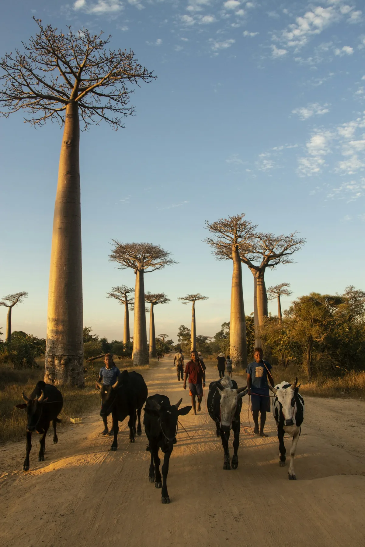Cattle herders walking beneath the baobab trees of Madagascar's Avenue of the Baobabs at sunset