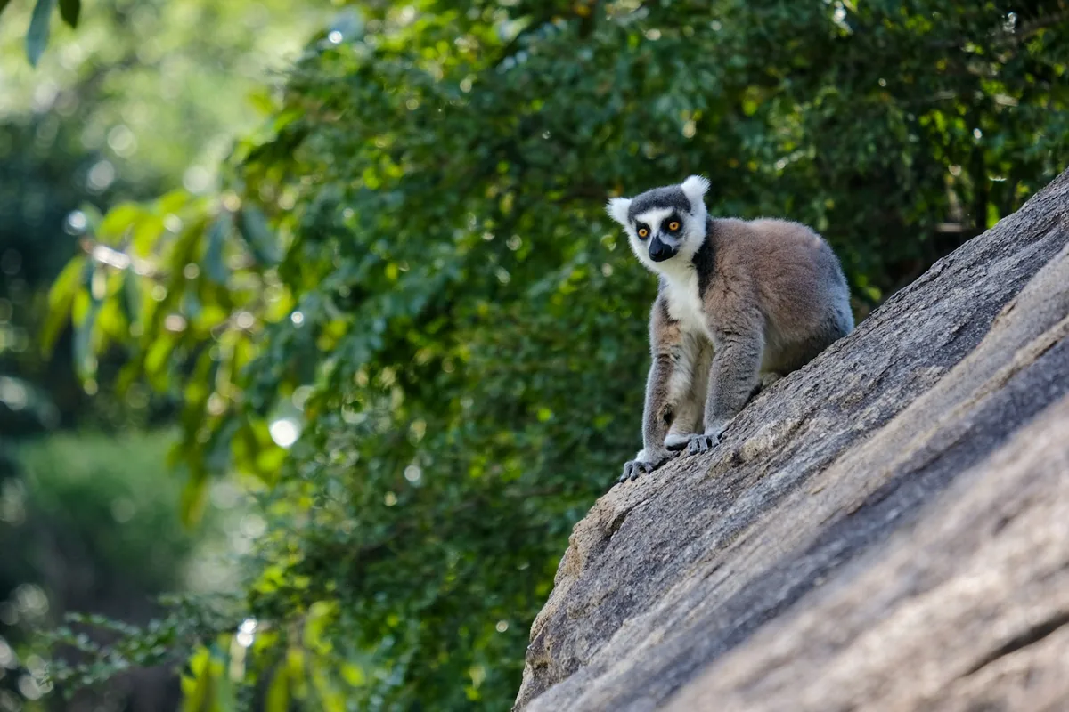 A ring-tailed lemur in Madagascar