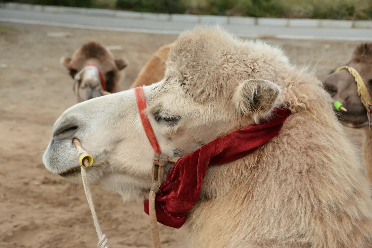 A Bactrian camel in Mongolia