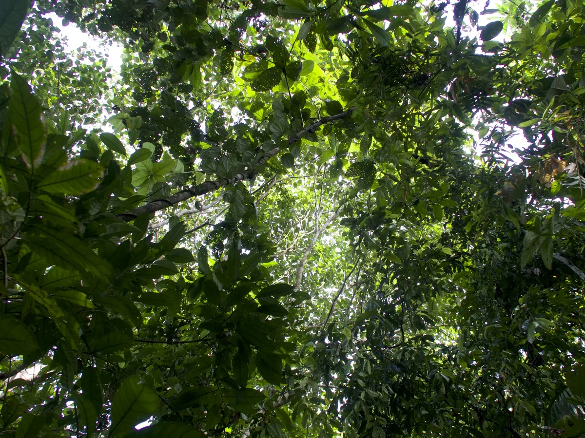 The Amazon rainforest canopy in Peru's Tambopata reserve