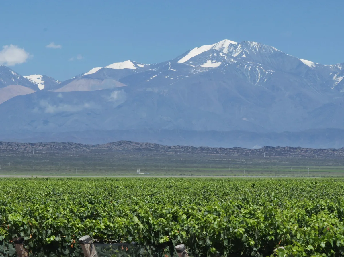 Vineyard rows in Mendoza with the snow-capped Andes in the background
