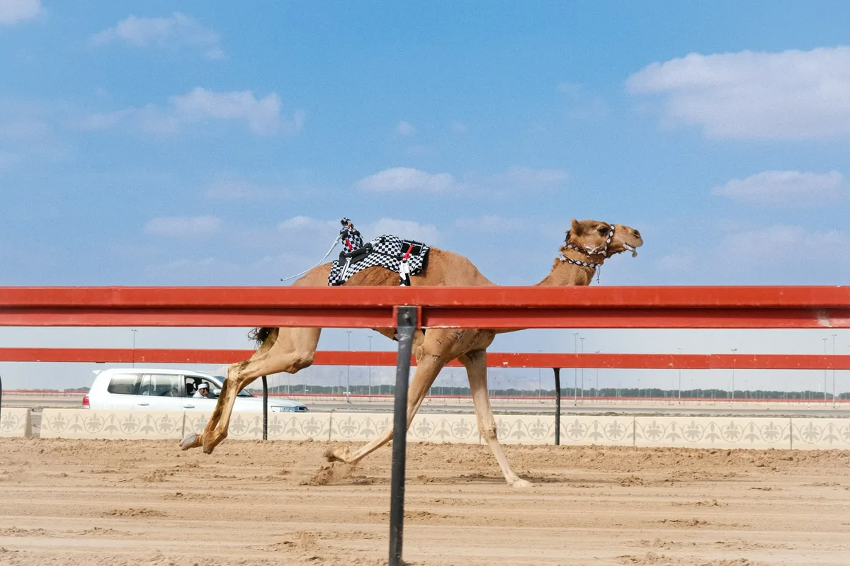 Al Ain Camel Market