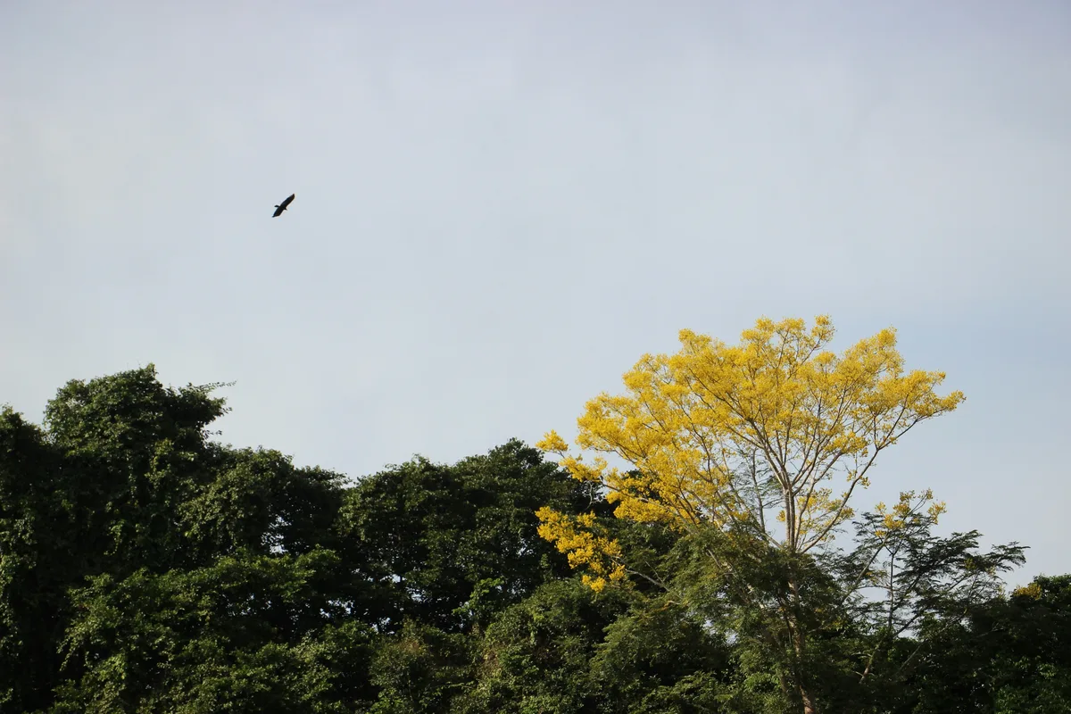 Amazon Rainforest near Leticia