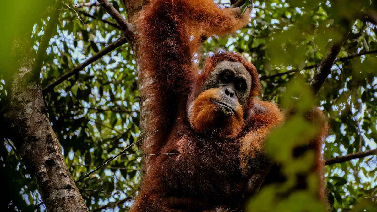 Bukit Lawang & Gunung Leuser National Park