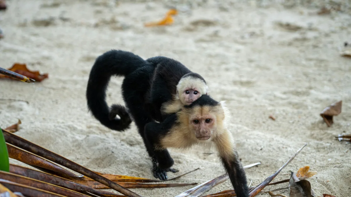 Cahuita National Park