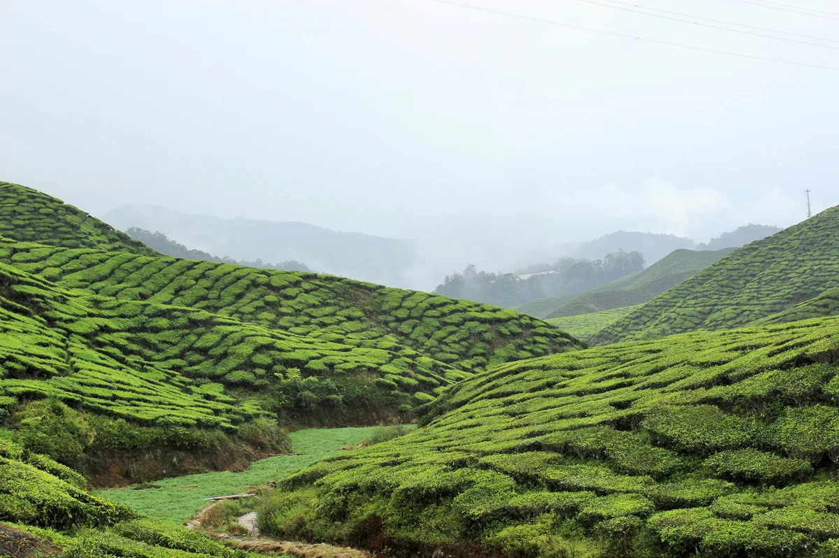 Cameron Highlands Tea Plantations