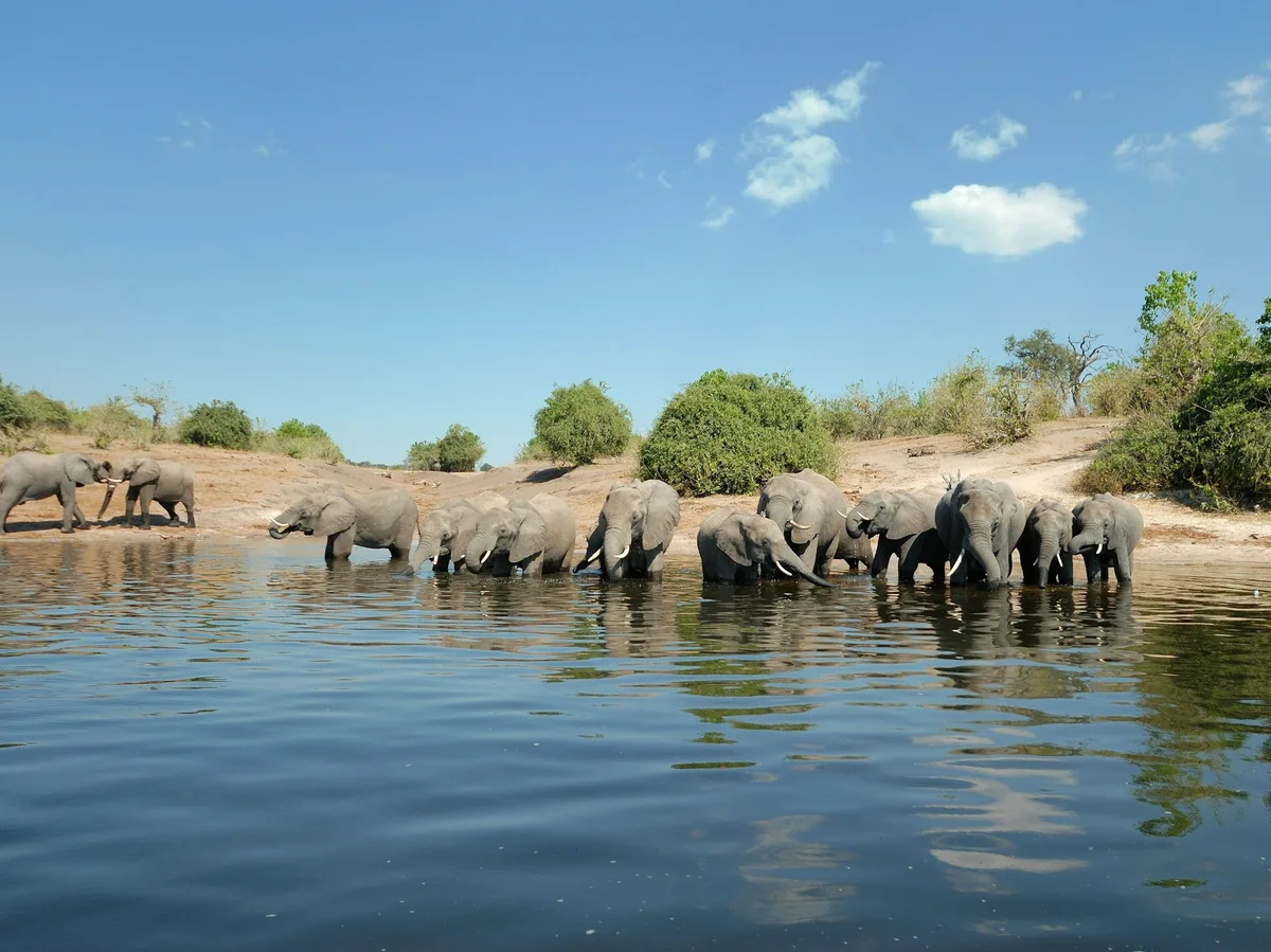 Chobe National Park