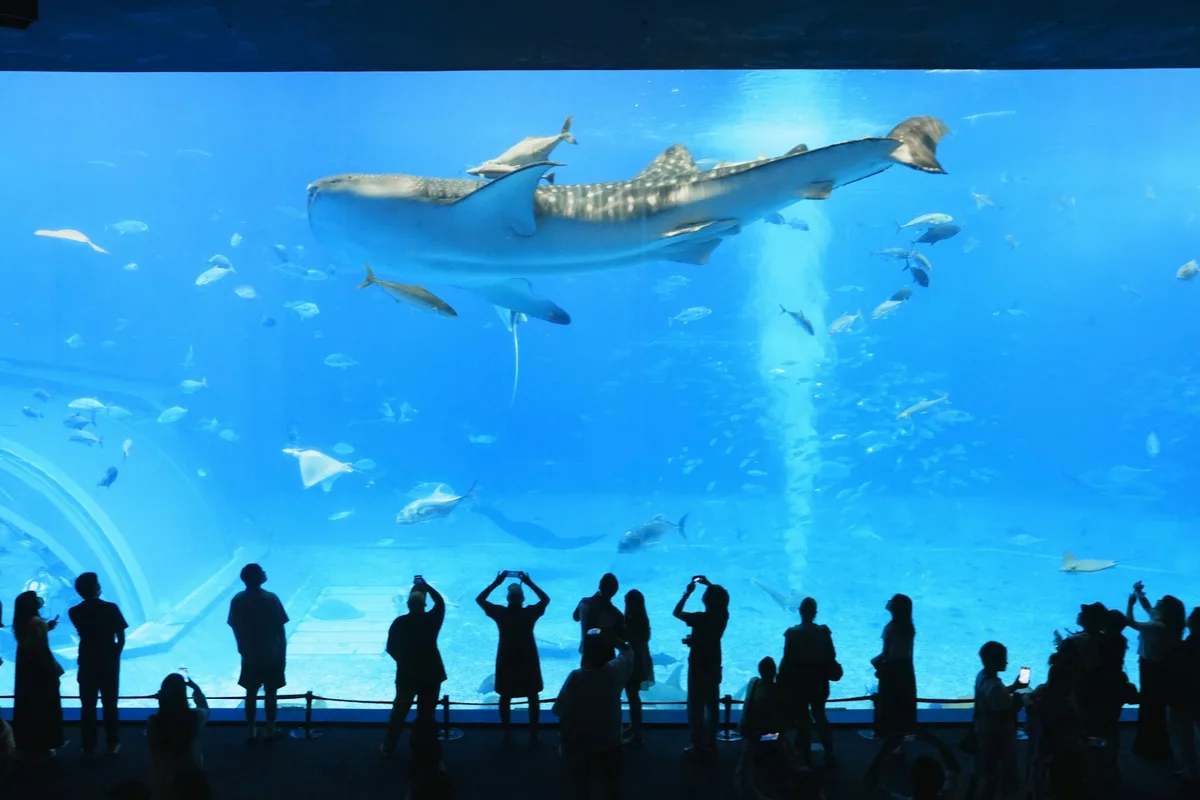 Okinawa Churaumi Aquarium