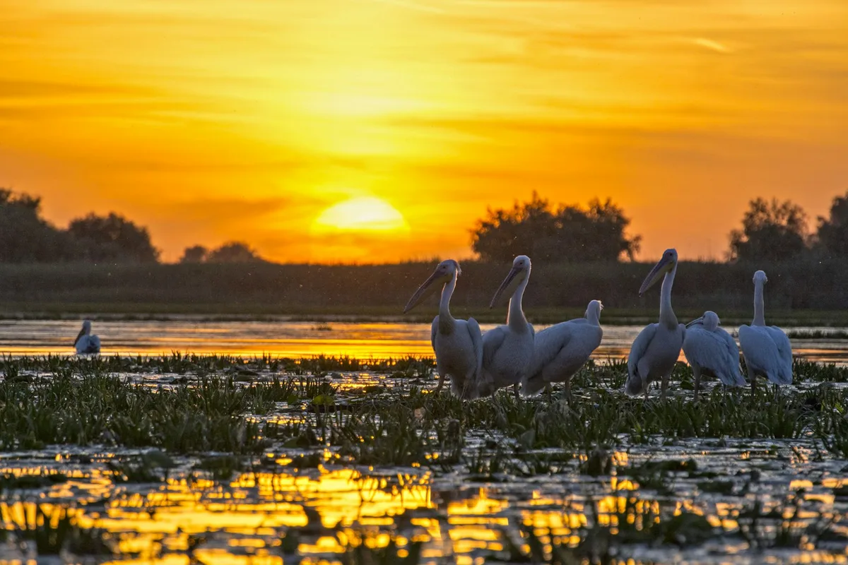 Danube Delta