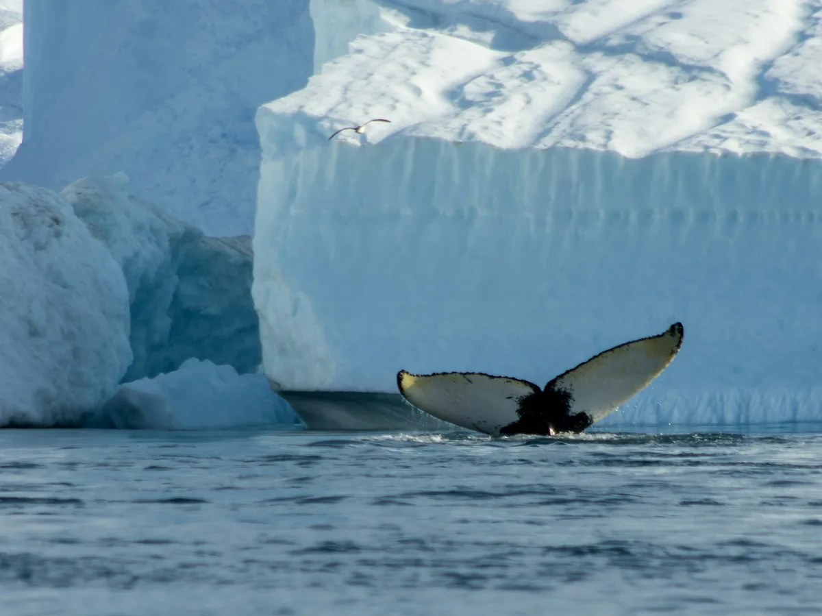Disko Bay