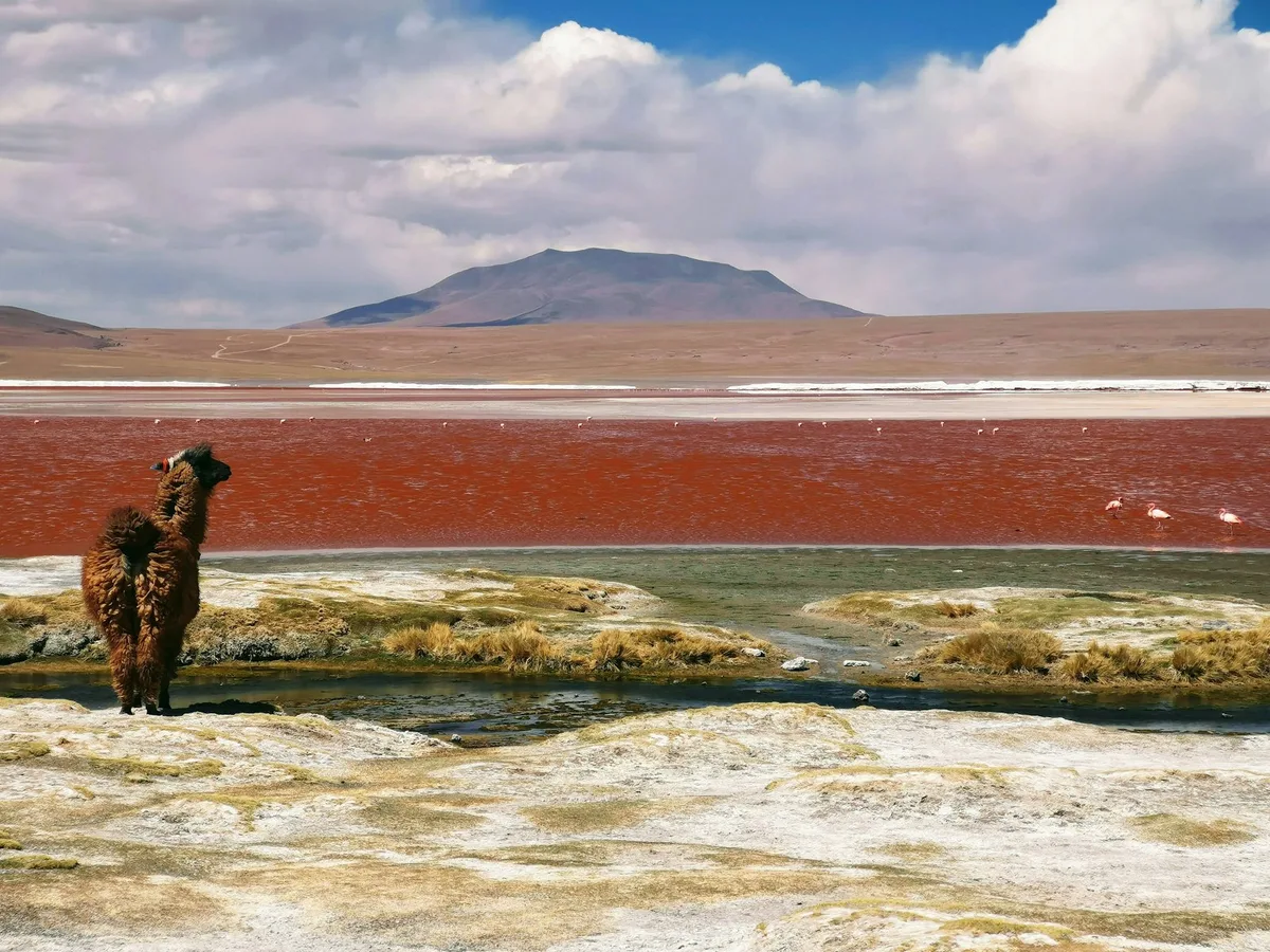 Eduardo Avaroa Andean Fauna National Reserve