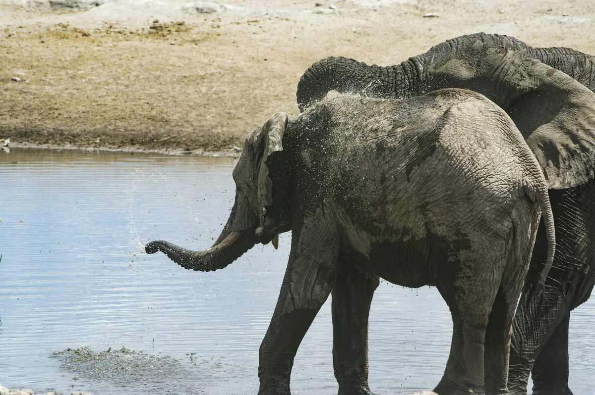Etosha National Park