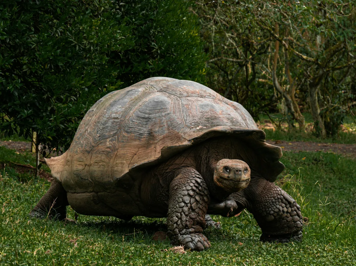 Galápagos Islands Wildlife