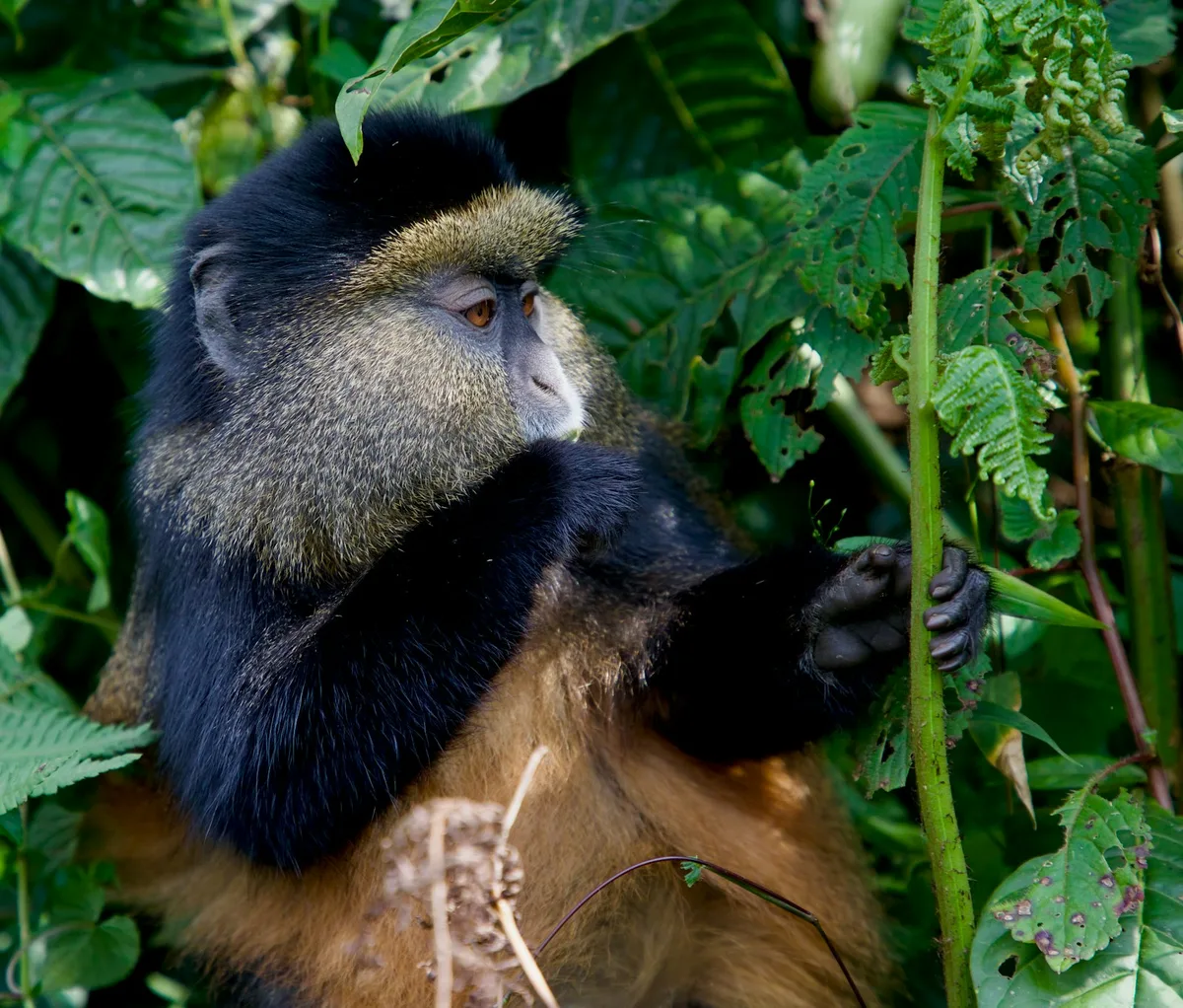 Golden Monkey Trekking