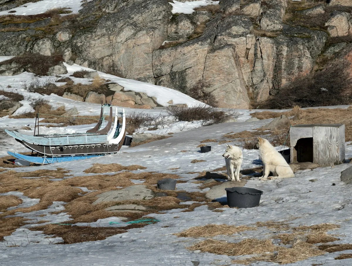 Ilulissat's Sled Dogs