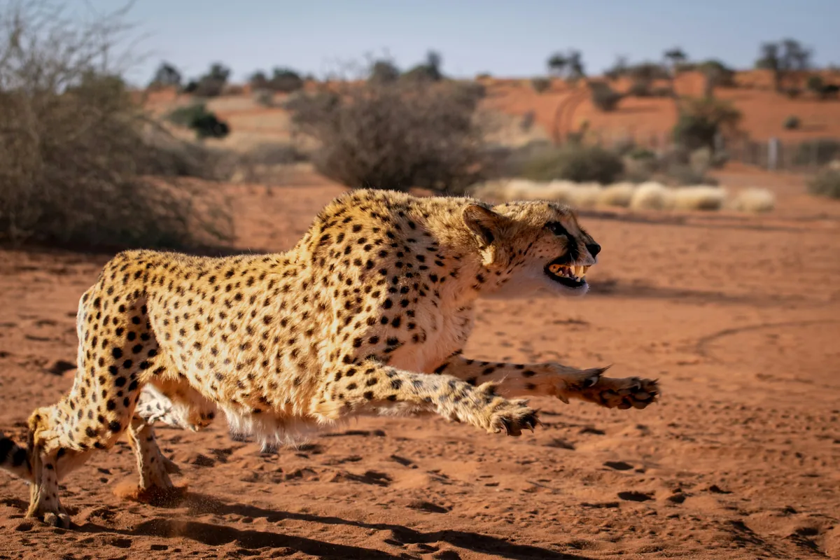 Kalahari Desert