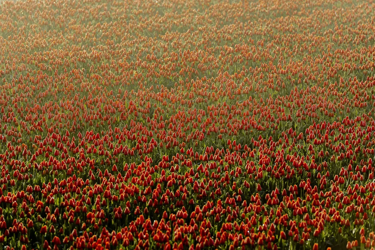 Keukenhof Gardens