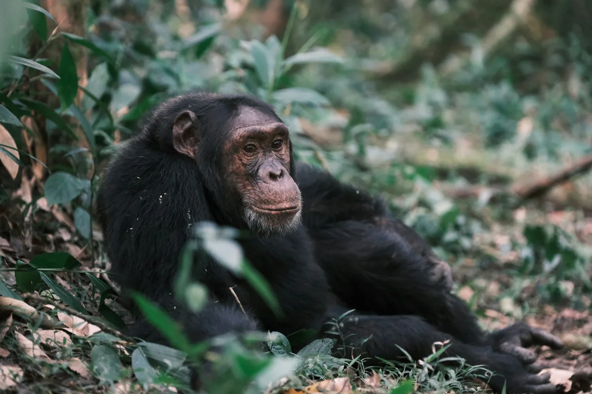 Kibale National Park