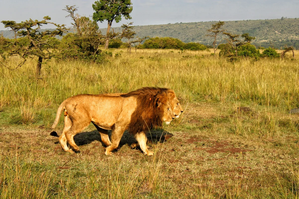 Maasai Mara National Reserve