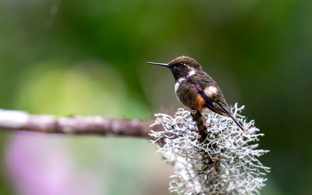 Mindo Cloud Forest