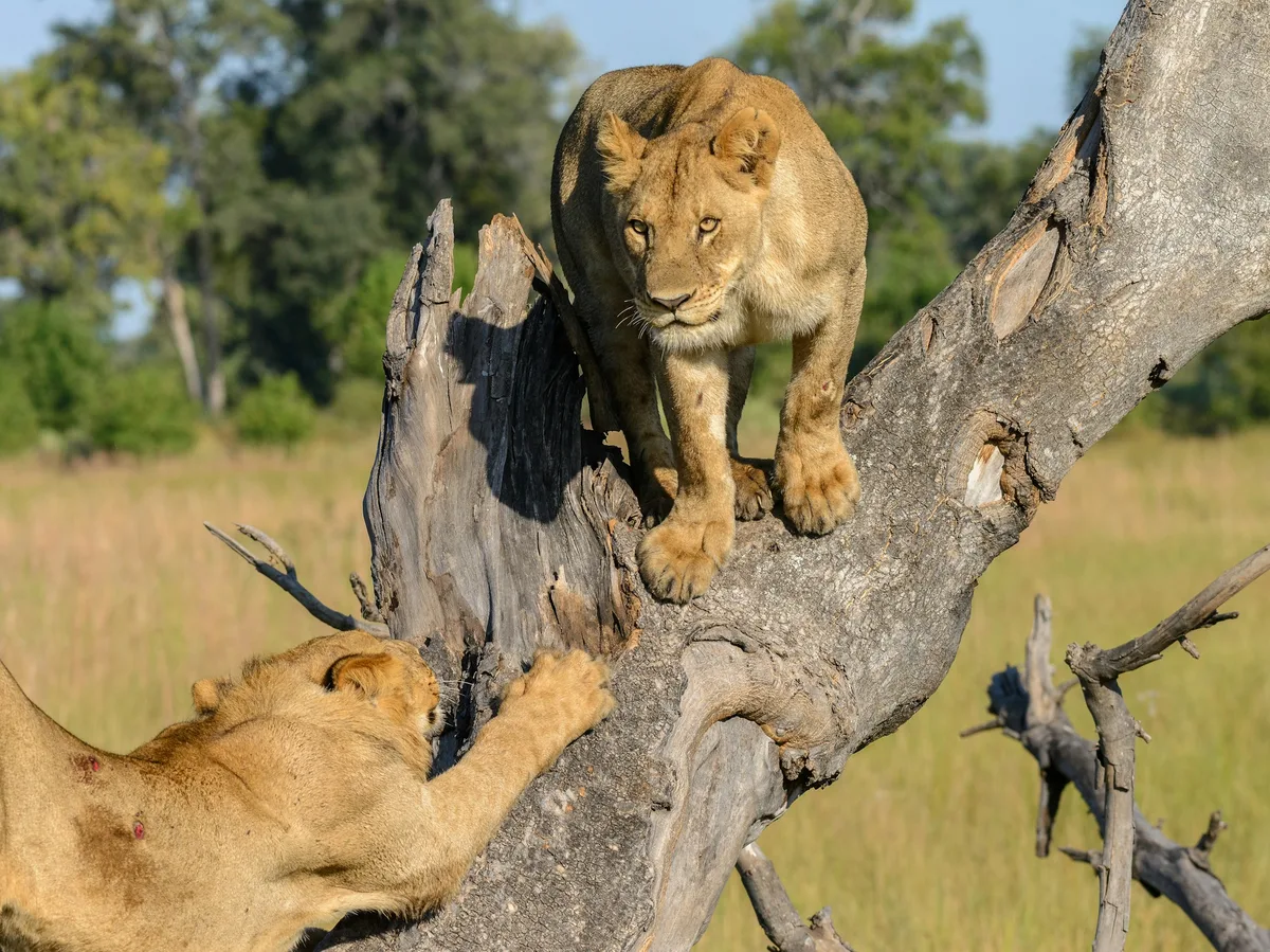Moremi Game Reserve