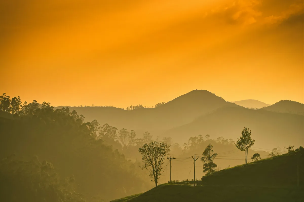 Munnar Tea Gardens