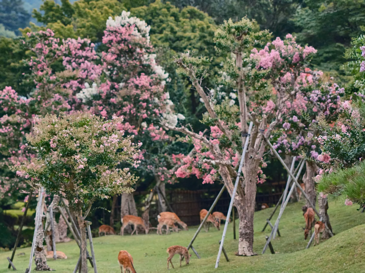 Nara Park & Todai-ji