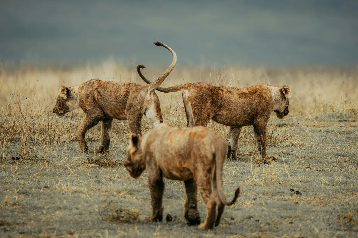 Ngorongoro Crater