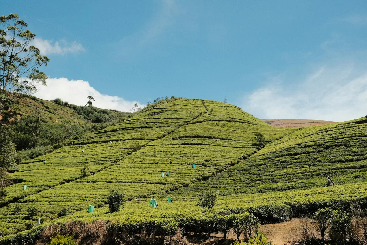 Nuwara Eliya Tea Plantations