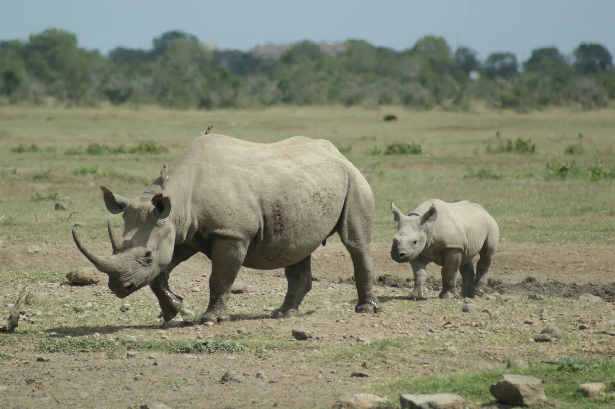 Ol Pejeta Conservancy