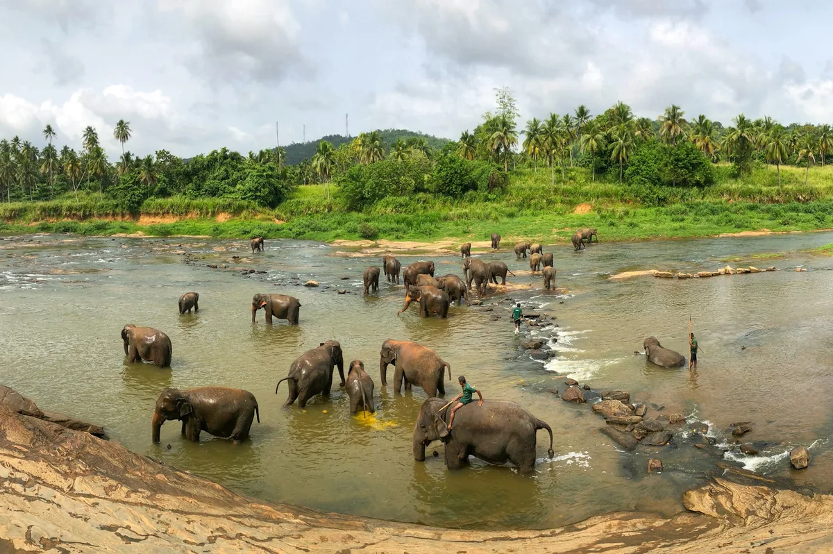 Pinnawala Elephant Orphanage