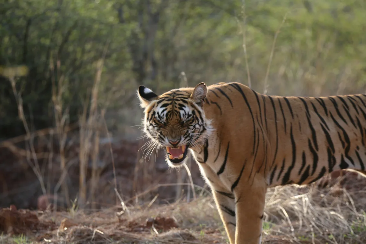 Ranthambore National Park