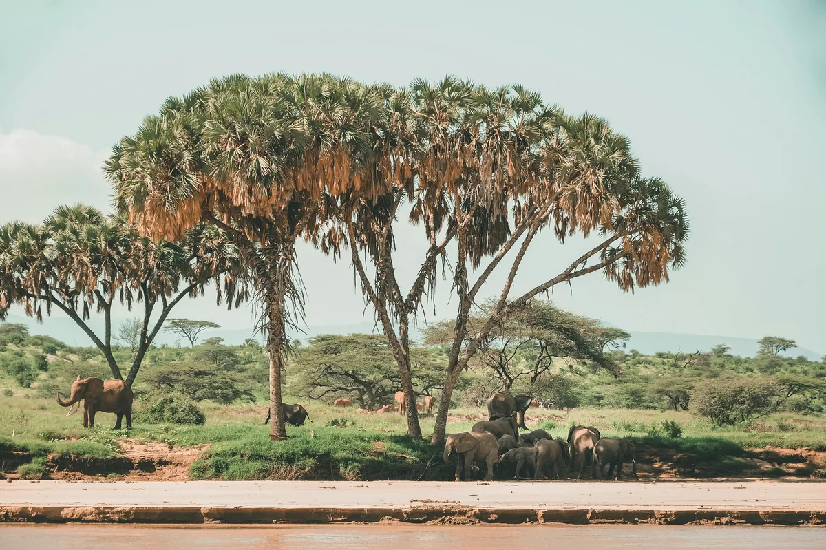 Samburu National Reserve