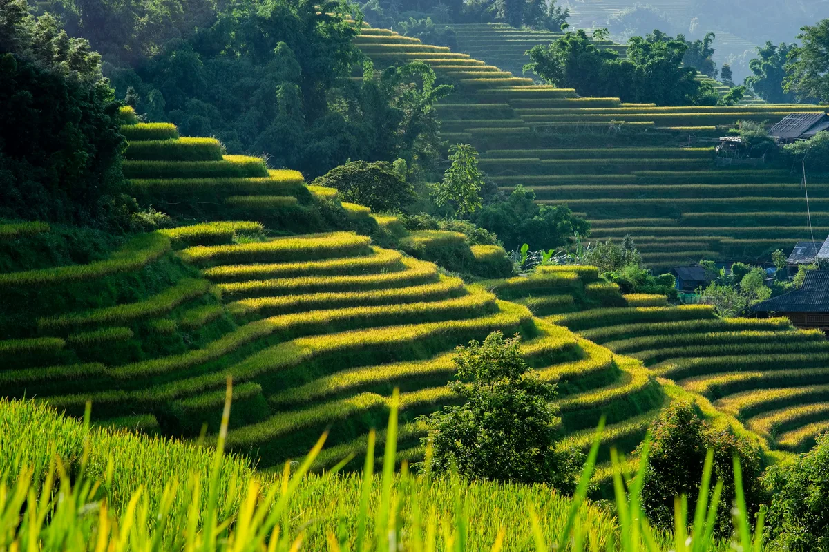 Sapa's Rice Terraces