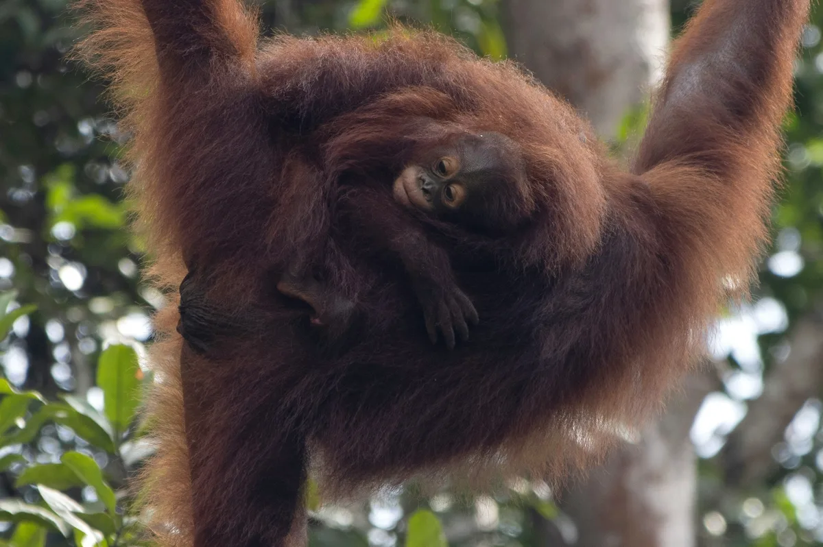 Semenggoh Wildlife Centre