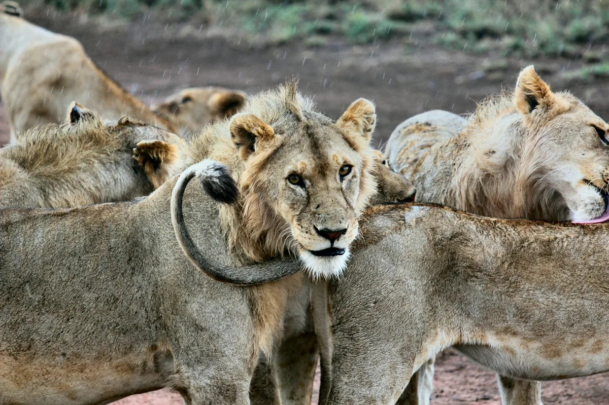 Serengeti National Park