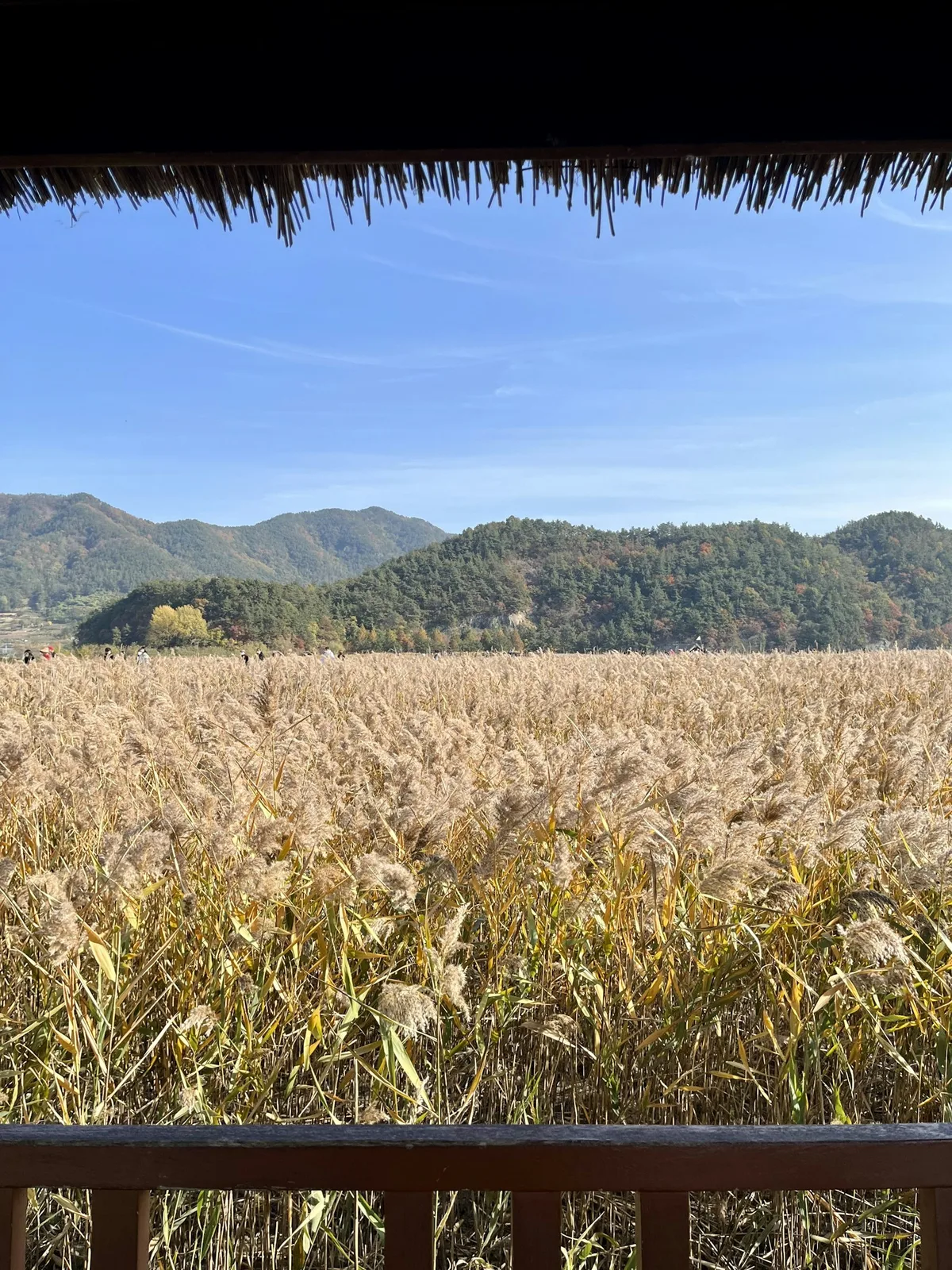 Suncheon Bay Wetland Reserve