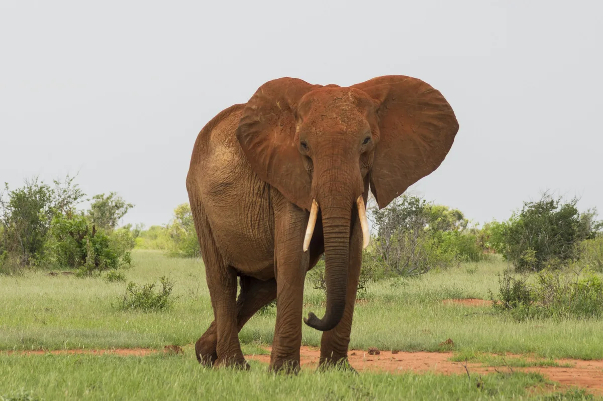 Tsavo East & West National Parks