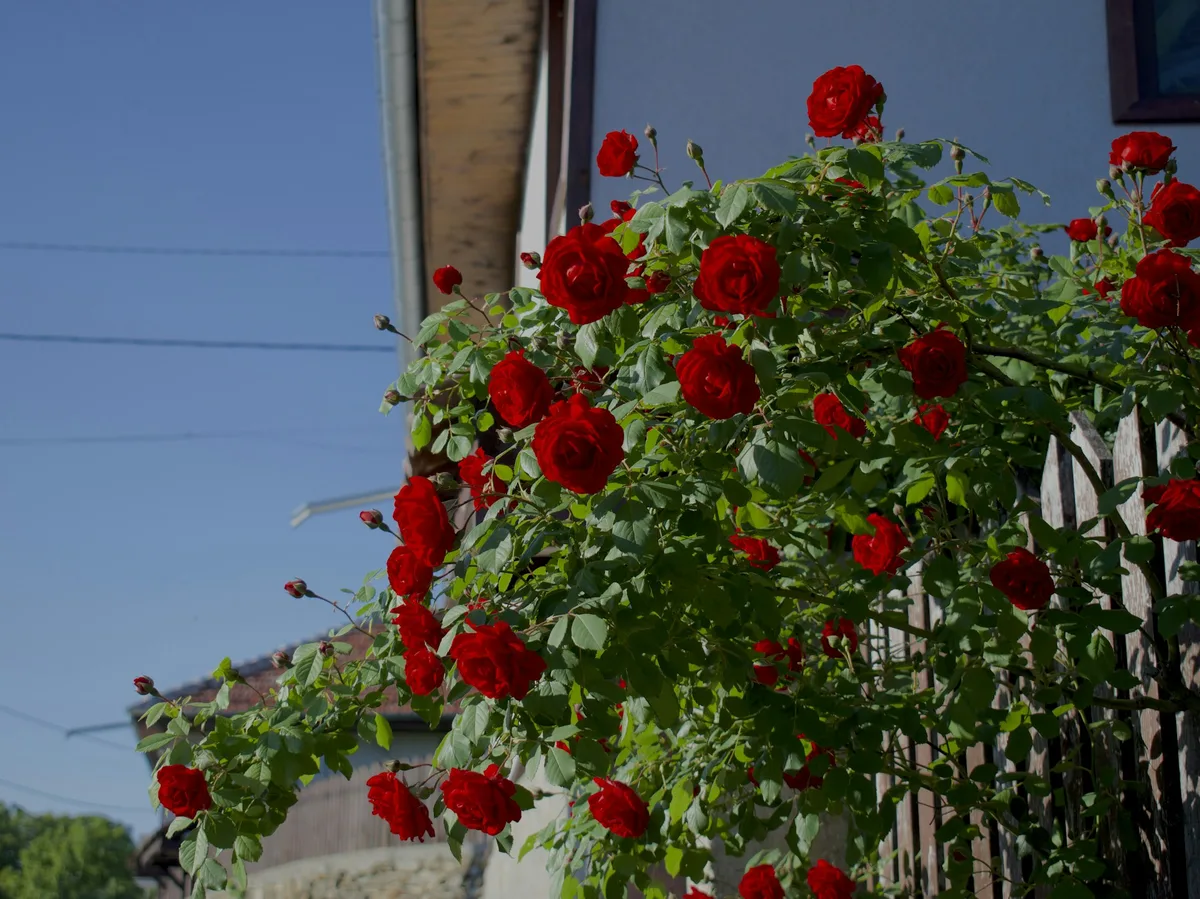 Valley of the Roses