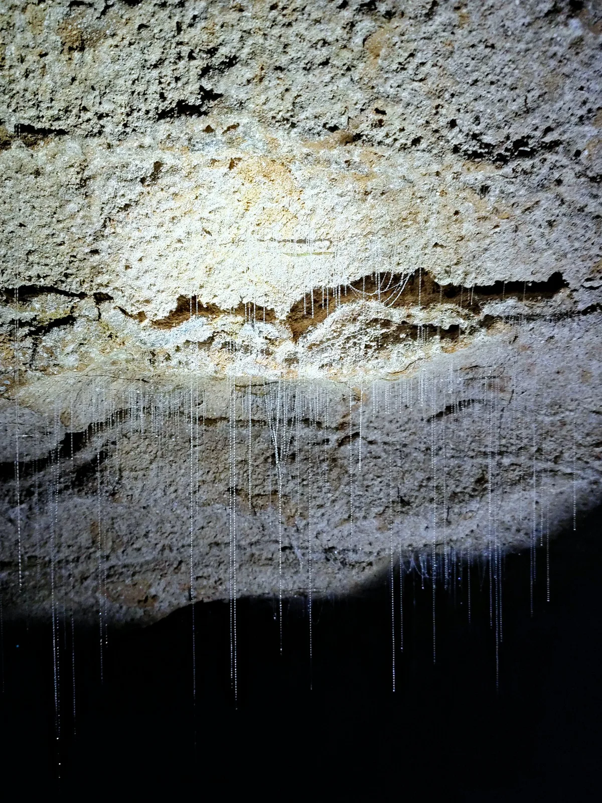 Waitomo Glowworm Caves