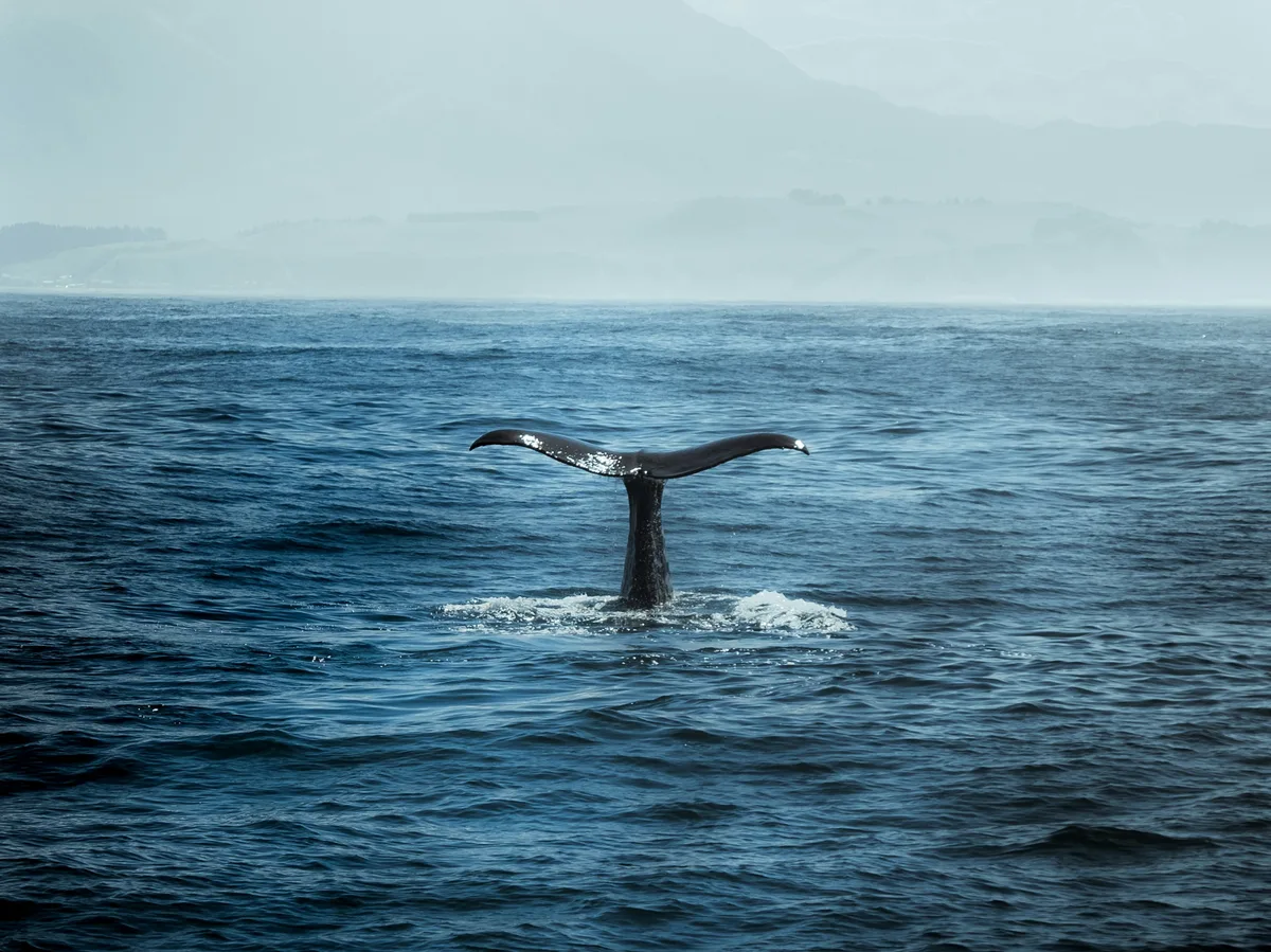 Whale & Dolphin Watching off São Miguel