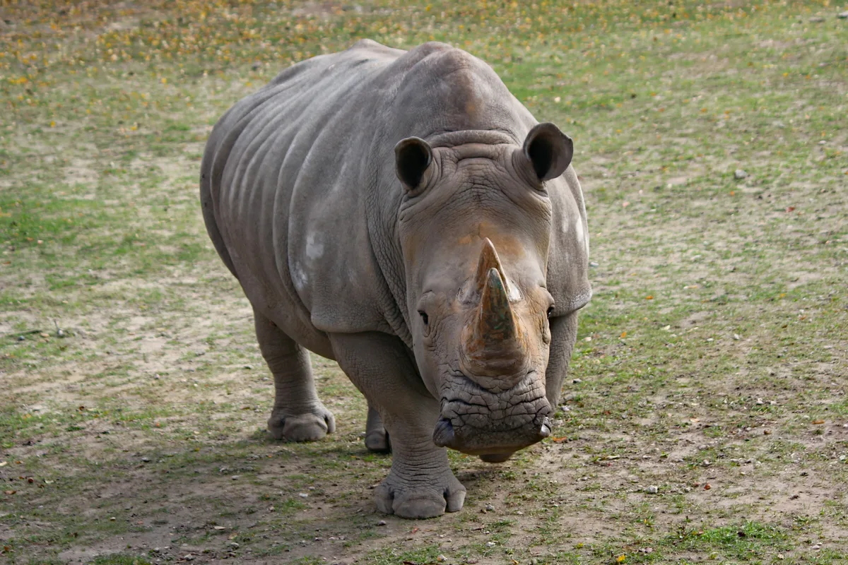 Ziwa Rhino Sanctuary