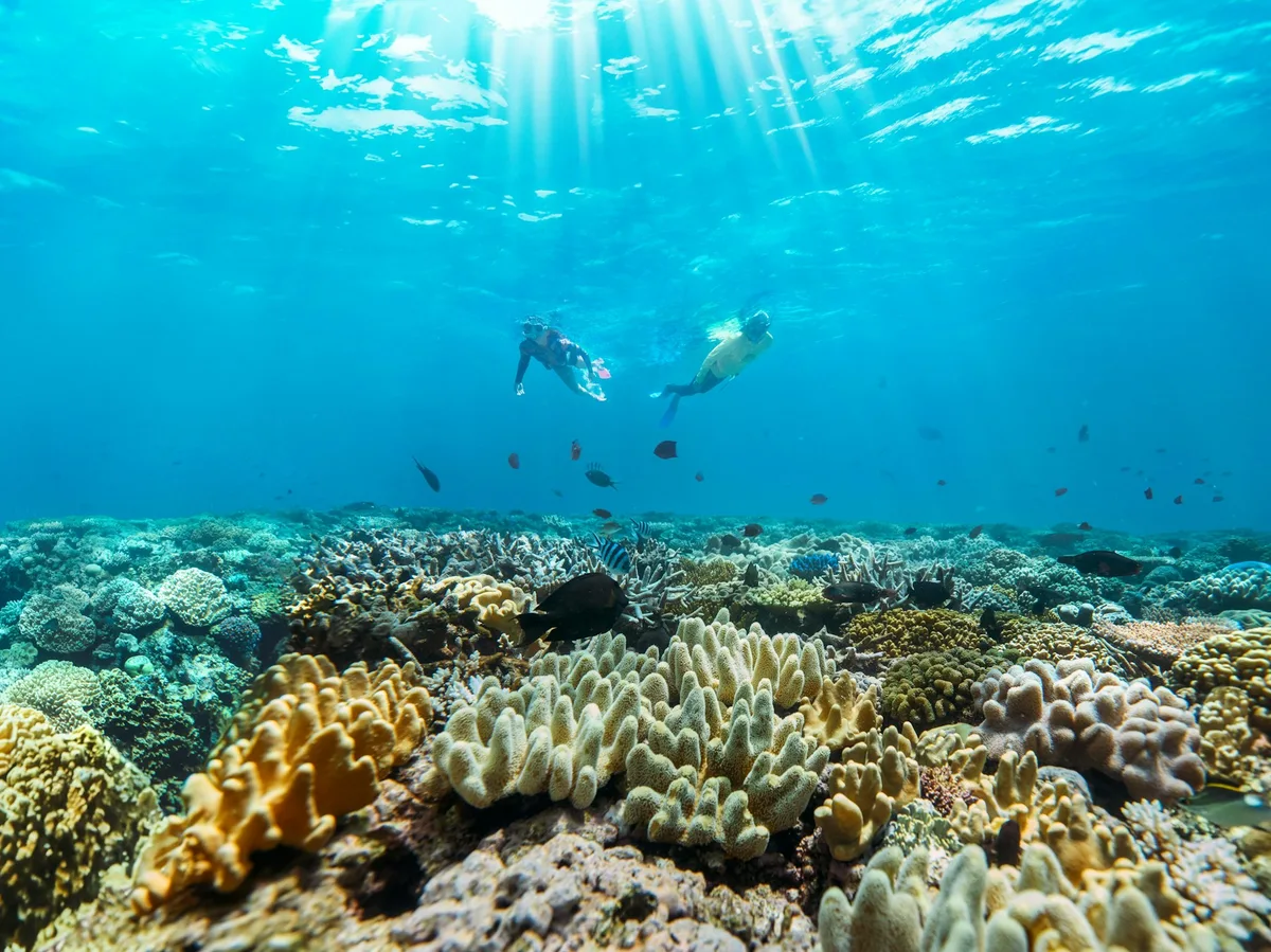 Snorkelers exploring a vibrant coral reef off Australia's east coast
