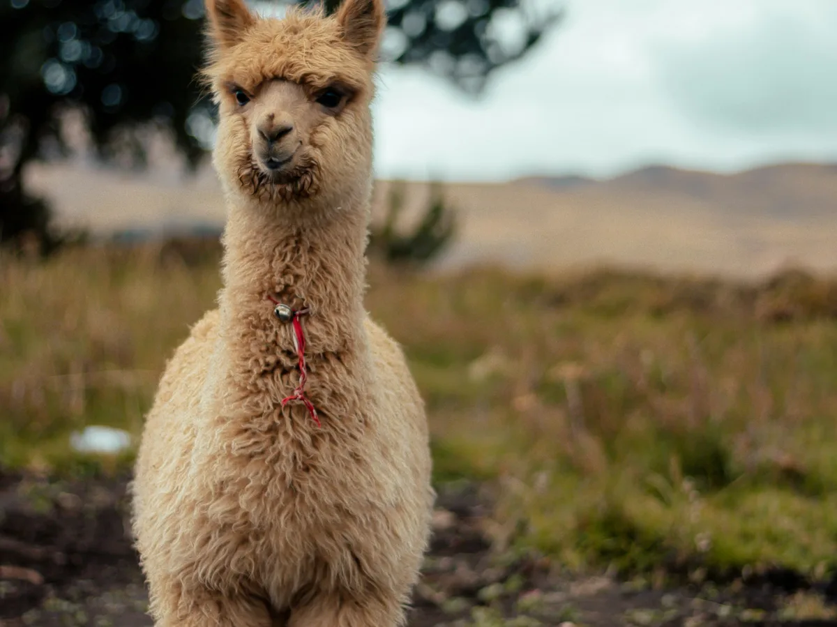A llama in the highlands near Ayacucho, Peru