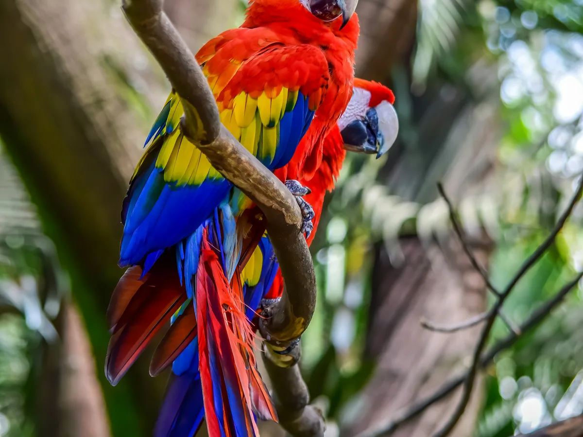 A scarlet macaw perched on a branch in the Belizean jungle