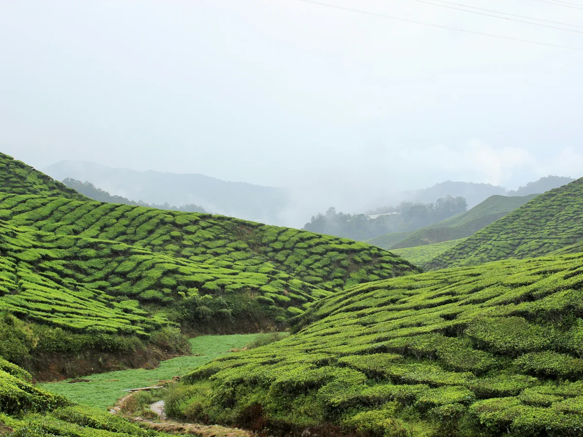 Rolling tea plantations in the Cameron Highlands, Pahang, Malaysia