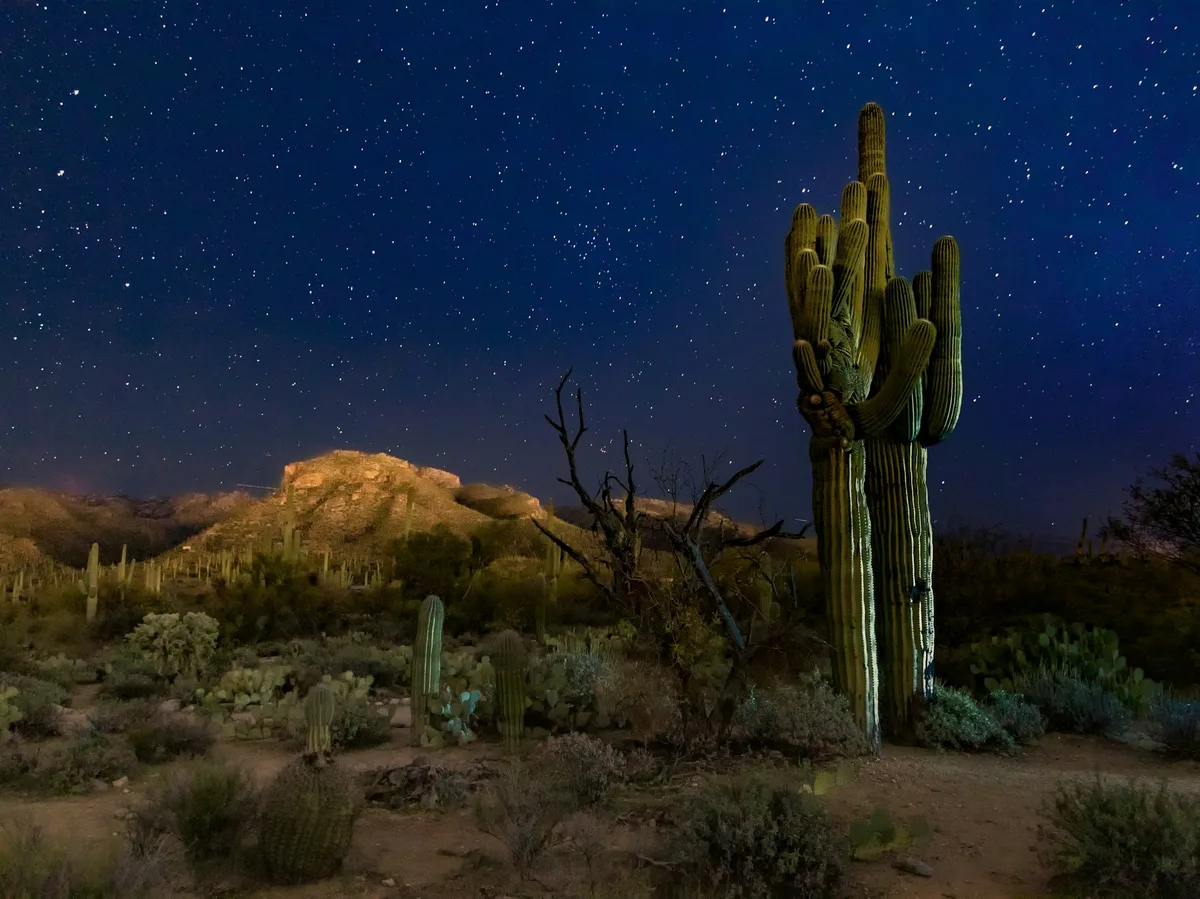 A lone giant cactus standing in Bolivia's southern desert landscape