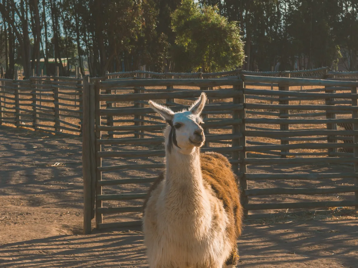 A llama grazing on the open grassland of the Bolivian Altiplano