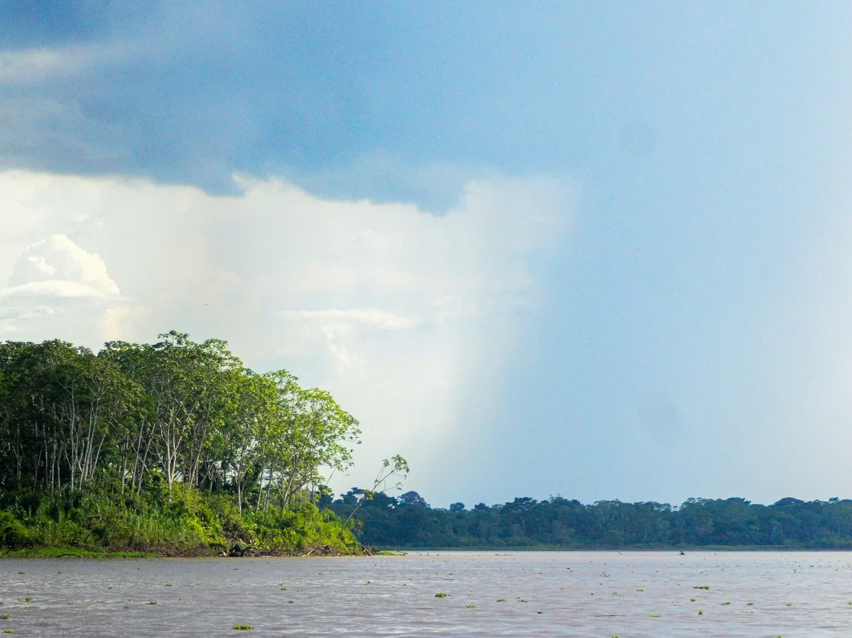 Dense green rainforest canopy lining a river in the Bolivian Amazon basin