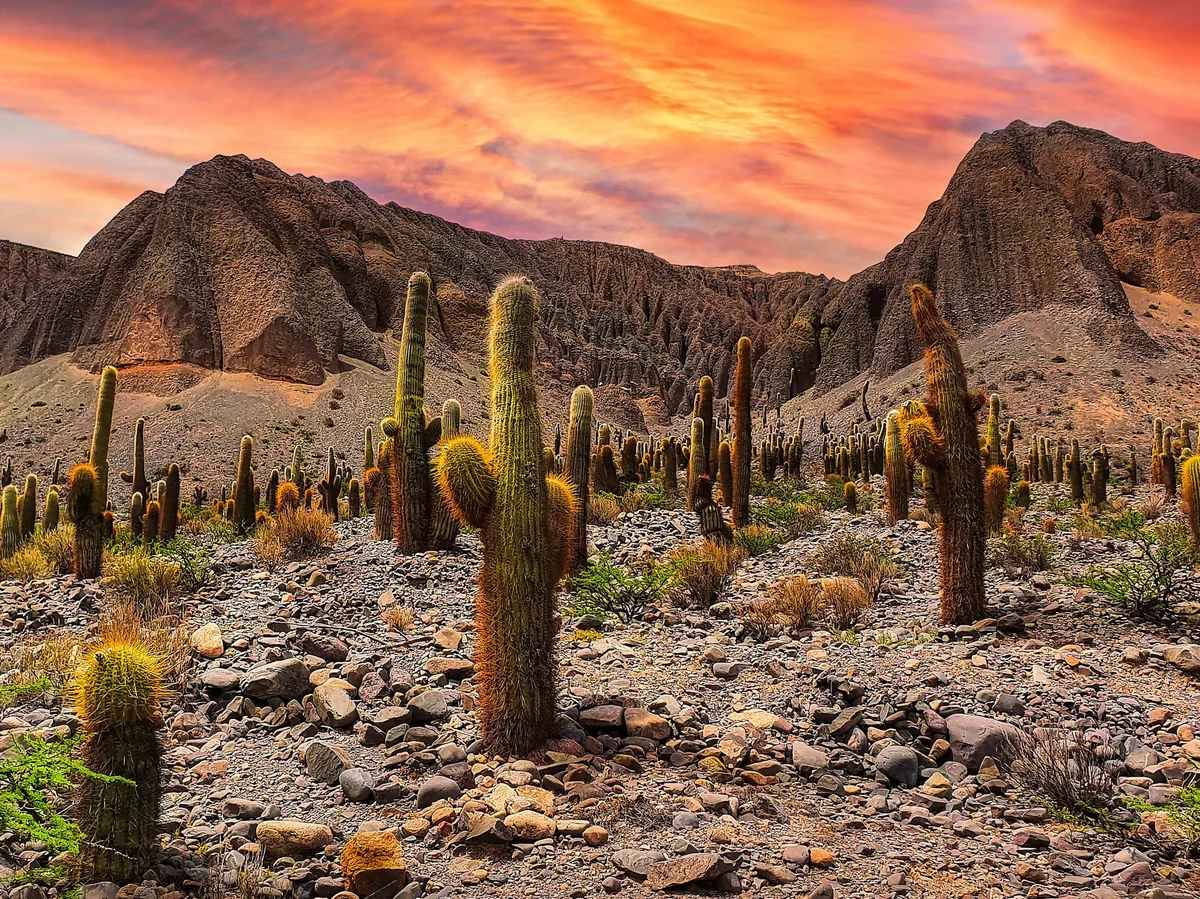 Cactus-studded desert hillside near Salta, Argentina, at sunset